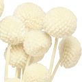 Craspedia sušené paličky krémové 45-55cm 20 ks | Floristik24.cz