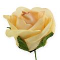 Floristik24 Pěnová růže Ø4,5cm meruňka 36str