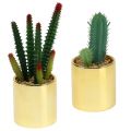 Floristik24 Kaktusy zelené ve zlatém květináči 12cm - 17cm 4ks