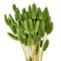Floristik24 Králičí ocásek okrasná tráva Lagurus olivově zelená L65cm 50g