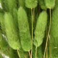 Králičí ocásek okrasná tráva Lagurus olivově zelená L65cm 50g | Floristik24.cz