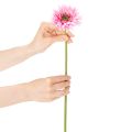 Umělé zahradní květiny gerbery, růžové, 47 cm, 6 kusů | Floristik24.cz