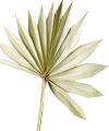 Floristik24 Palmspear Sun Natur Sušený palmový list Naturdeko 30St