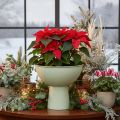 Miska se stojanem na rostliny, dekorativní miska, 25 cm | Floristik24.cz